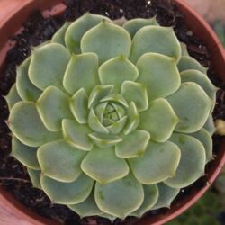 Suculenta Echeveria Ben Badis pote 11