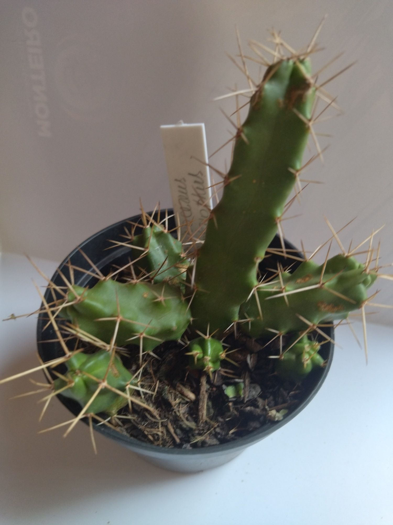 Cacto Rabo de Cão, Echinocereus Pentalophus - Image 3