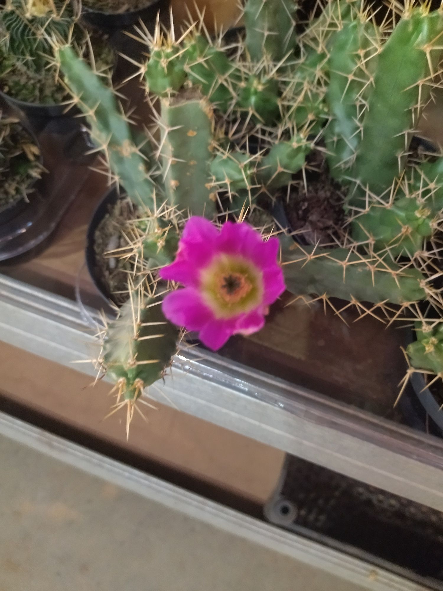 Cacto Rabo de Cão, Echinocereus Pentalophus - Image 4