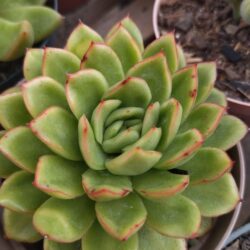 Planta Suculenta Echeveria Nanacan