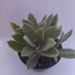 Planta Suculenta Kalanchoe Milotti