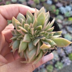 Planta Suculenta Cristata de Gilva pote 6