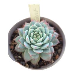 Red Velvet importada