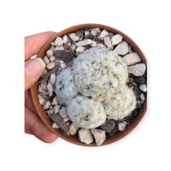 Cacto Mammillaria Plumosa vaso 11 cm