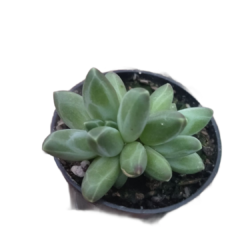Suculenta Pachyphytum Compactum pequeno vaso 6