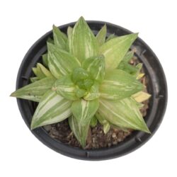 Planta Suculenta Haworthia Cymbiformis Variegata