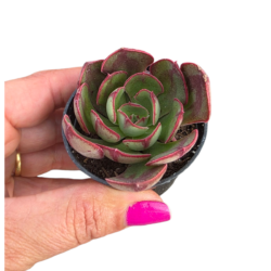Planta Suculenta Echeveria Rauber Pote 6
