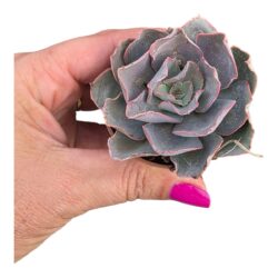 Planta Suculenta Echeveria Camisole pote 6 cm