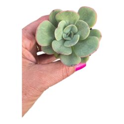 Planta Suculenta Echeveria Falsa Nubia pote 6 cm