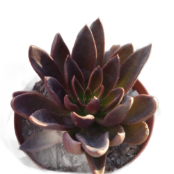 Suculenta Echeveria Lua Negra