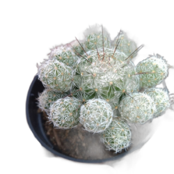 Cacto-dedal – Mammillaria gracilis