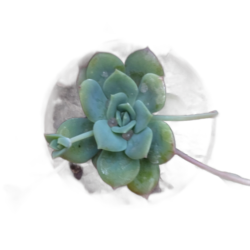 Suculenta Echeveria Jadeita pote 6