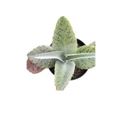 Suculenta Kalanchoe Orelha de Burro