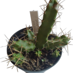 Cacto Rabo de Cão, Echinocereus Pentalophus