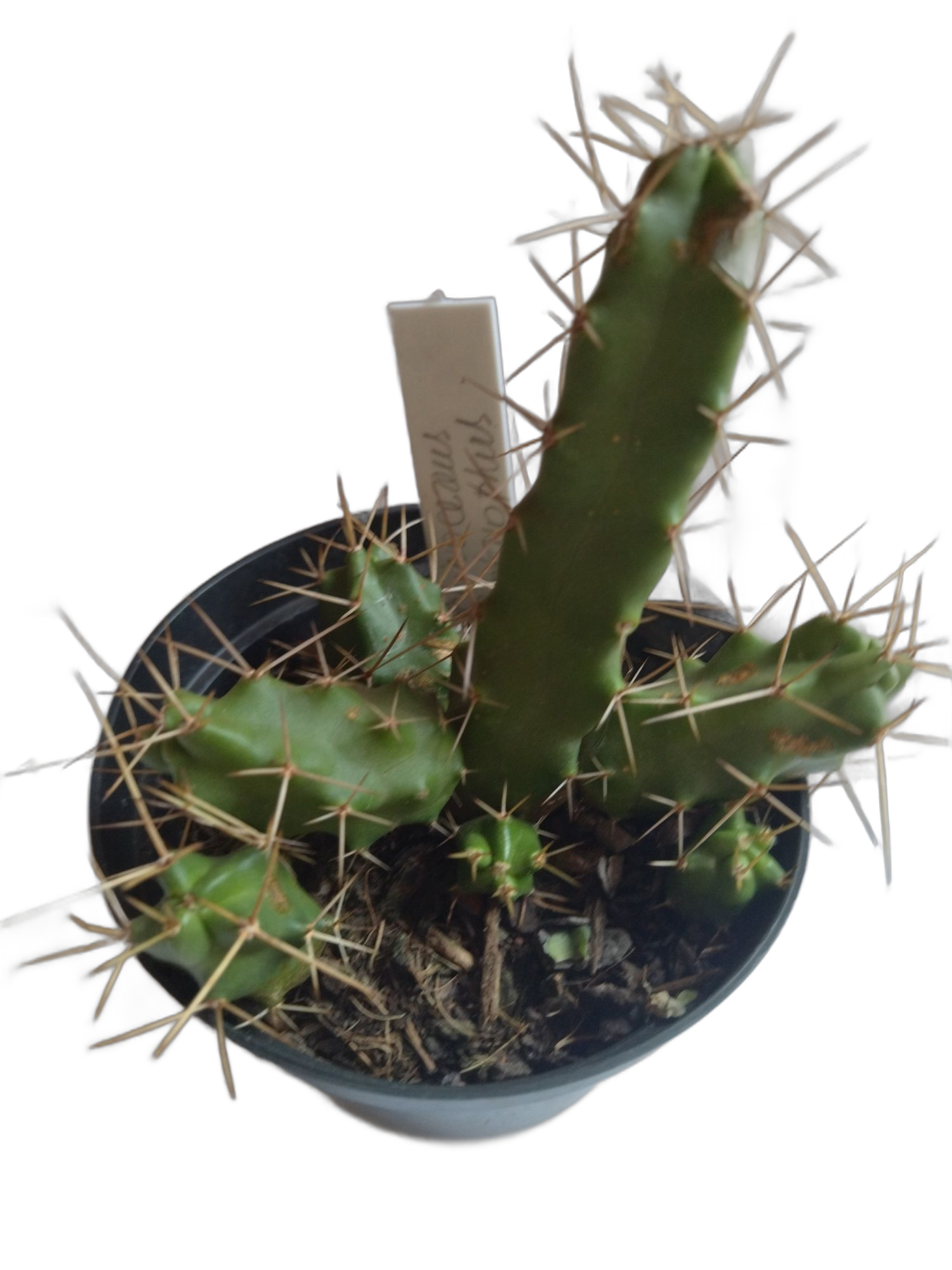 Cacto Rabo de Cão, Echinocereus Pentalophus