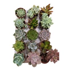 KIT COM 15 SUCULENTAS NATURAIS COLORIDAS E SORTIDAS PARA PRESENTEAR, COLECIONAR
