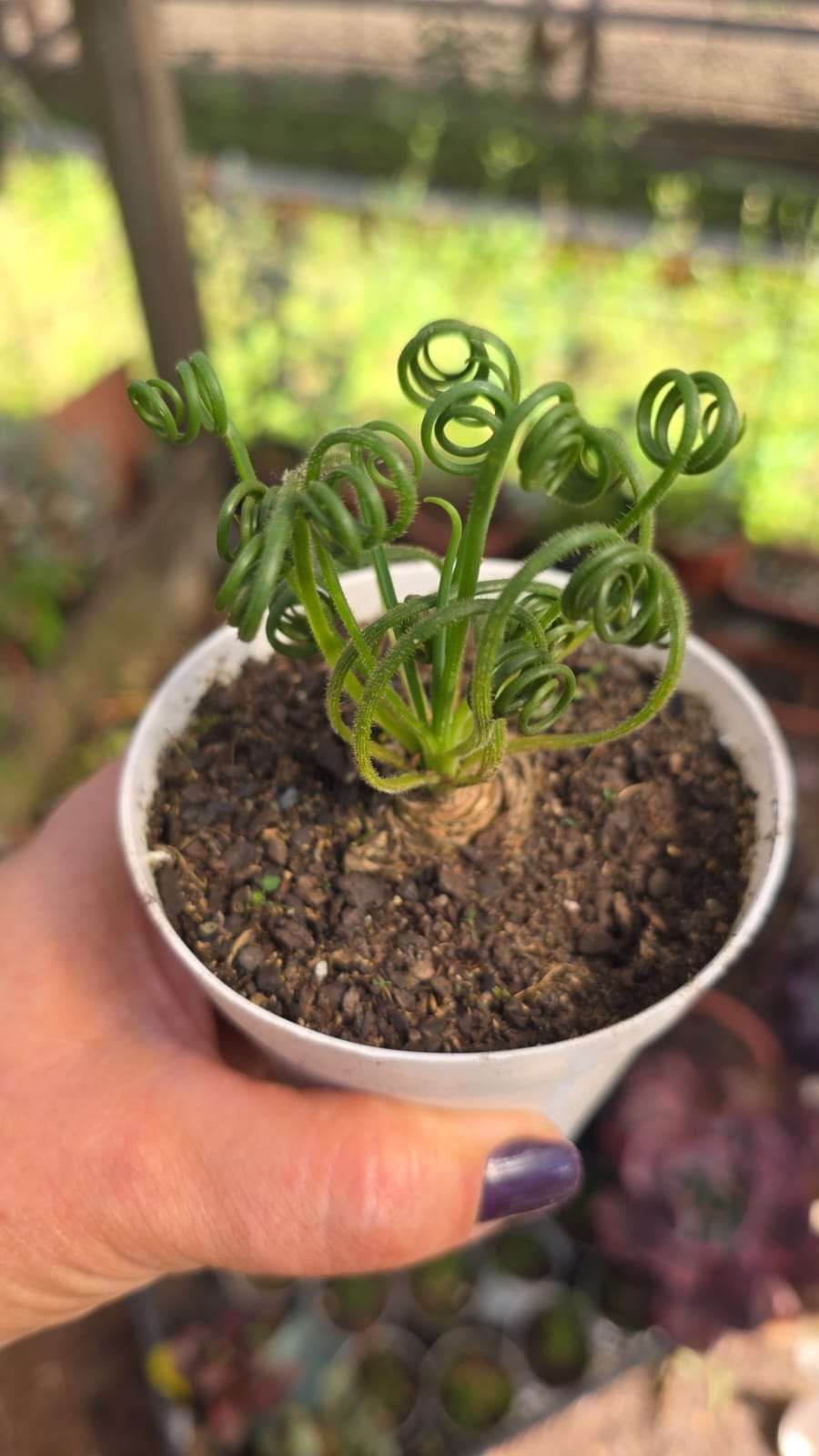 Albuca Spiralles - Image 2