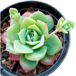 Suculenta Echeveria Jadeita pote 6