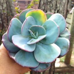 Planta Suculenta Echeveria Gila