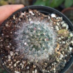 MAMMILLARIA BOCASANA