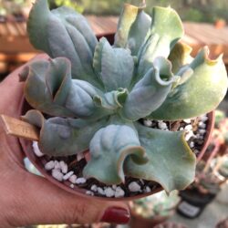 Suculenta Echeveria Culibra