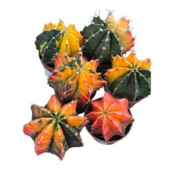 Cacto Gymnocalycium Mihanovichii Variegata (variados)