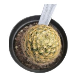Mammillaria Schiedeana vaso 11 cm