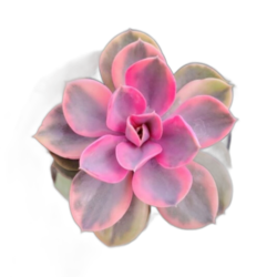 Echeveria Raibow Variegata maravilhosa vaso 11 cm