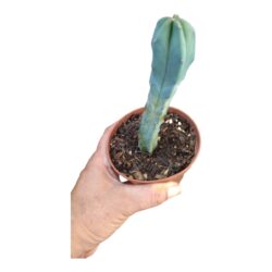 Myrtillocactus Geometrizans