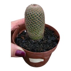 Cacto Mammillaria Matudae /cacto Membro- Pote 11
