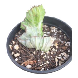 Euphorbia Lactea Cristata Variegata - Planta