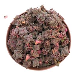 CRASSULA CAPITELLA SSP THYRSIFLORA PT 9