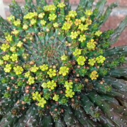 PLANTA EUPHORBIA CABEÇA DE MEDUSA