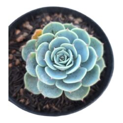 Suculenta Echeveria Glauca