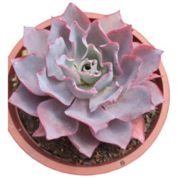 Planta Suculenta Echeveria Afterglow Pote 11