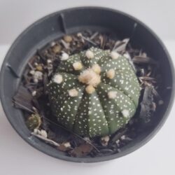 Planta Cacto Astrophytum Asterias pote 11cm