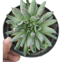 Planta Suculenta Sempervivum Oddity