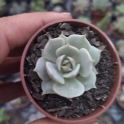 Suculenta Echeveria Lola pequena vaso de 6cm