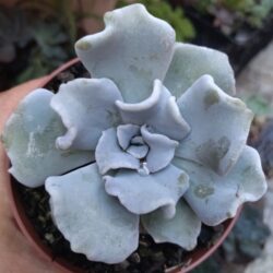 Suculenta Echeveria Crispate beauty pote 11