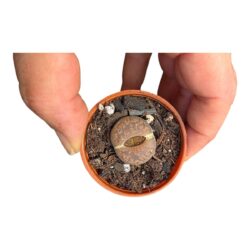 Pedra viva- Lithops