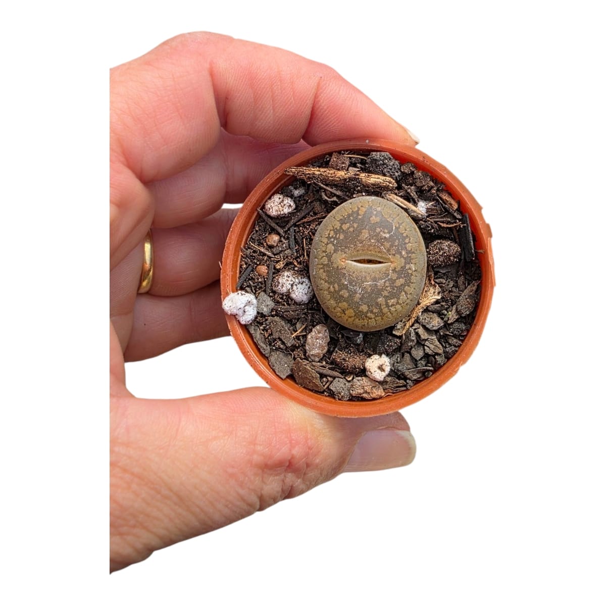 Pedra viva- Lithops - Image 2