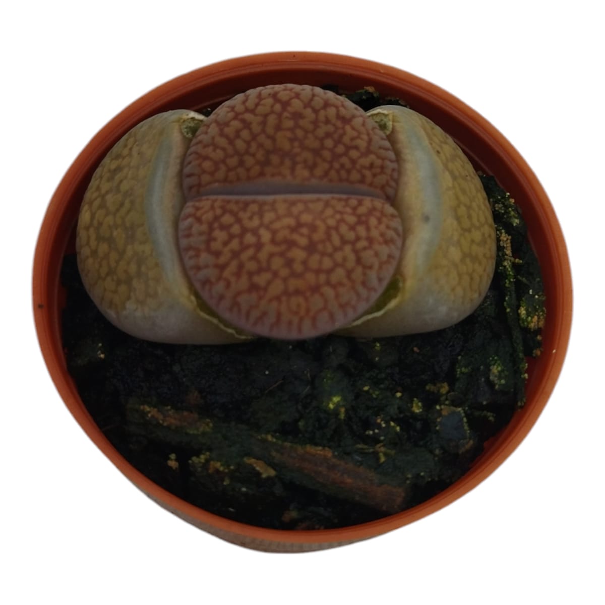 Pedra viva- Lithops - Image 3