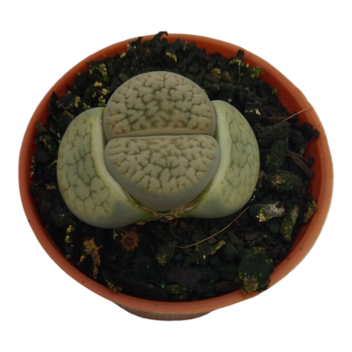 Pedra viva- Lithops - Image 5