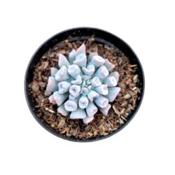 Planta Suculenta Echeveria Trumpet Ice/pig Noose - Rara