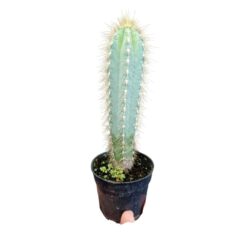 Cacto Azul Ou Pilosocereus Azureus