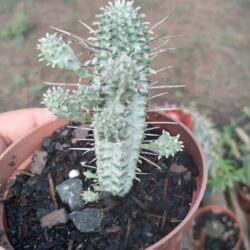 Cacto Euphorbia Mammilaris Variegata