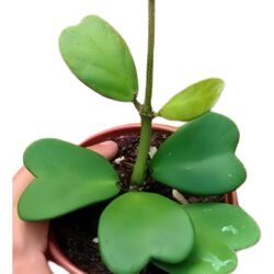 Hoya Kerrii (coração) Cuia 13  Flor De Cera