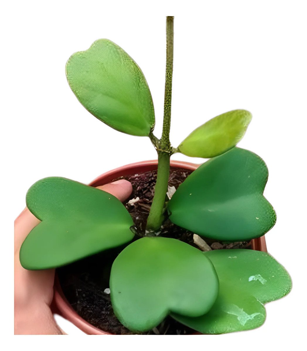 Hoya Kerrii (coração) Cuia 13 Flor De Cera