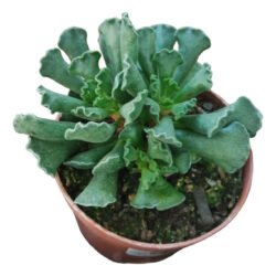 Suculenta Adromishcus Pata De Sapo