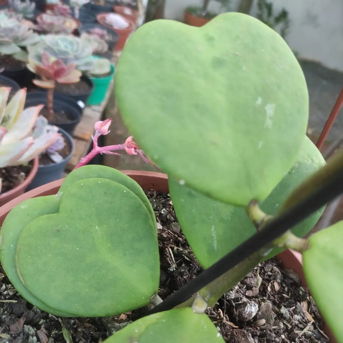 Hoya Kerrii (coração) Cuia 13 Flor De Cera - Imagem 2